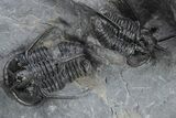 Devil Horned Cyphaspis Walteri Trilobite Cluster #226075-4